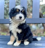 Daisy, a female Aussiedoodle and Miniature Aussiedoodle for sale in San Diego, CA – 1 of 6