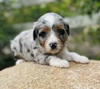 Hunter *BLUE EYES*, a male Aussiedoodle and Miniature Aussiedoodle for sale in San Diego, CA – 2 of 9