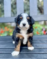 Arrow, a male Aussiedoodle and Miniature Aussiedoodle for sale in San Diego, CA – 4 of 10