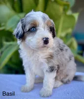 Basil  *BLUE EYES* , a male Aussiedoodle and Miniature Aussiedoodle for sale in Jamul, CA – 2 of 4