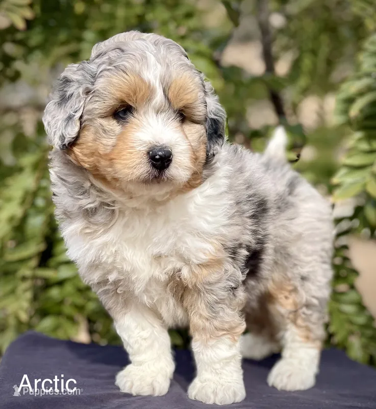 Artic *ONE BLUE EYE*