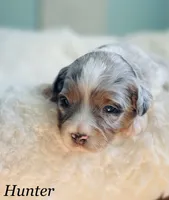 Hunter, a male Aussiedoodle and Miniature Aussiedoodle for sale in San Diego, CA – 3 of 6
