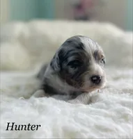 Hunter, a male Aussiedoodle and Miniature Aussiedoodle for sale in San Diego, CA – 2 of 6