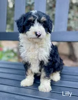 Lilly, a female Aussiedoodle and Miniature Aussiedoodle for sale in San Diego, CA – 1 of 6
