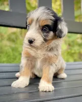 October (one blue eye) , a male Aussiedoodle and Miniature Aussiedoodle for sale in San Diego, CA – 4 of 5