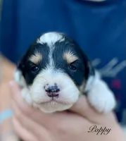 Poppy, a female Aussiedoodle and Miniature Aussiedoodle for sale in San Diego, CA – 5 of 8