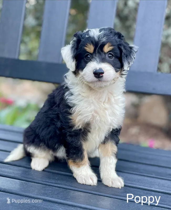 Poppy – Aussiedoodle, Miniature Aussiedoodle puppy for sale in San Diego, CA