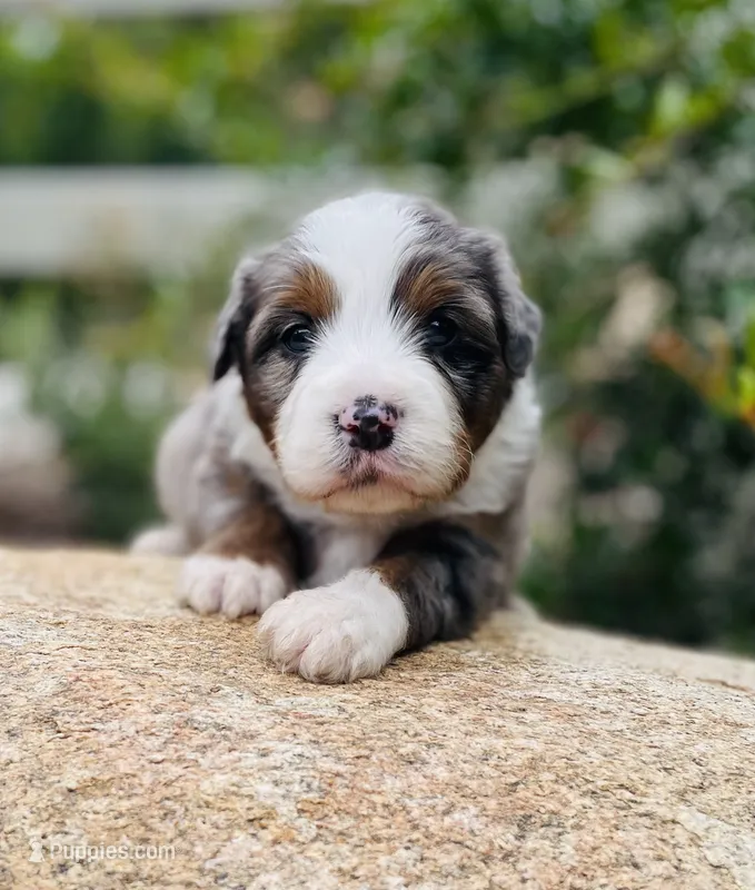 Archer – Aussiedoodle, Miniature Aussiedoodle puppy for sale in San Diego, CA