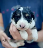 Lilly, a female Aussiedoodle and Miniature Aussiedoodle for sale in San Diego, CA – 5 of 6
