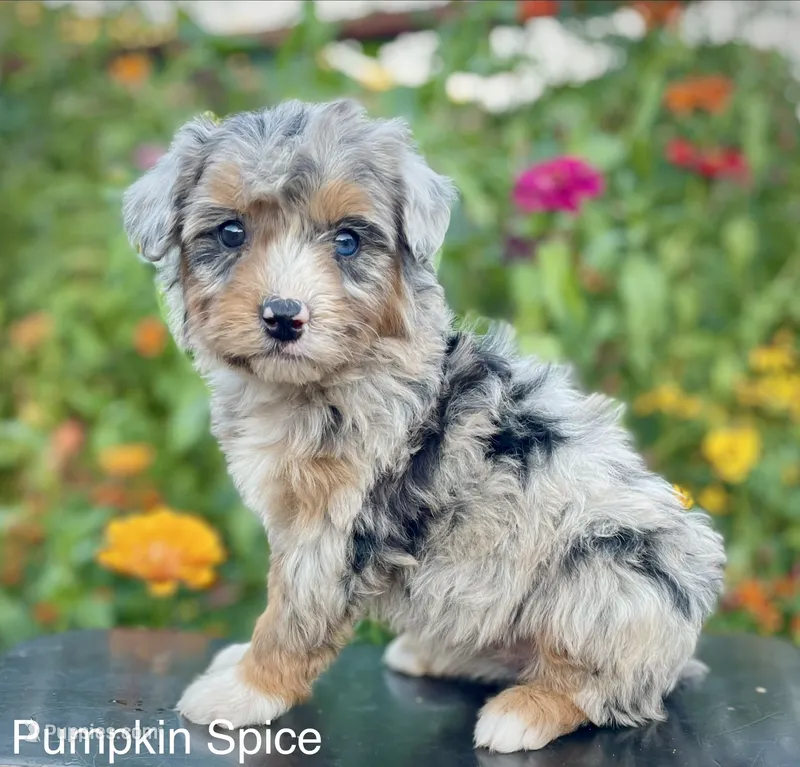 Pumpkin Spice ( one blue eye)  – Aussiedoodle, Miniature Aussiedoodle puppy for sale in San Diego, CA