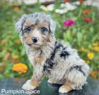 Pumpkin Spice ( one blue eye) , a female Aussiedoodle and Miniature Aussiedoodle for sale in Jamul, CA – 1 of 10