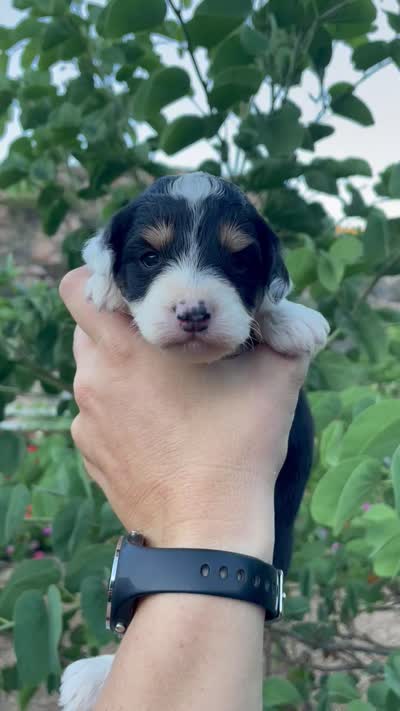 Poppy, a female Aussiedoodle and Miniature Aussiedoodle for sale in San Diego, CA – 8 of 8