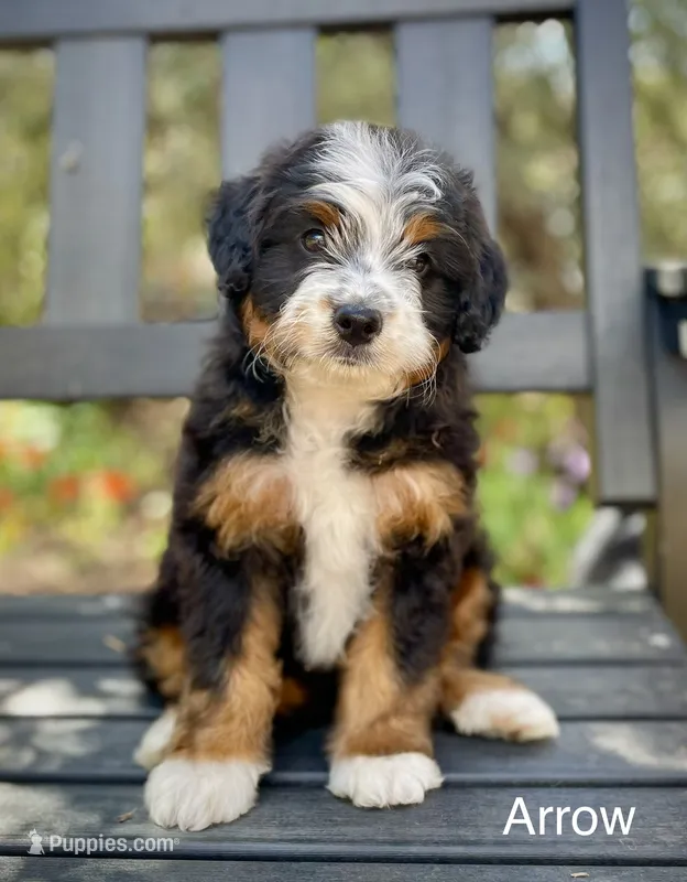 Arrow – Aussiedoodle, Miniature Aussiedoodle puppy for sale in San Diego, CA