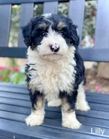 Lilly, a female Aussiedoodle and Miniature Aussiedoodle for sale in San Diego, CA – 3 of 6