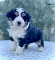 Mittens, a female Aussiedoodle for sale in San Diego, CA – 3 of 4