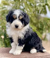 Mittens, a female Aussiedoodle for sale in San Diego, CA – 1 of 4