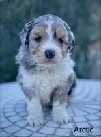 Arctic, a male Aussiedoodle and Miniature Aussiedoodle for sale in San Diego, CA – 5 of 5