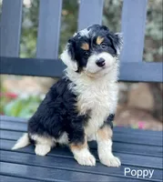 Poppy, a female Aussiedoodle and Miniature Aussiedoodle for sale in San Diego, CA – 3 of 8
