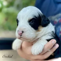 Orchid , a female Aussiedoodle and Miniature Aussiedoodle for sale in San Diego, CA – 2 of 3