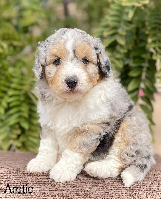 Arctic – Aussiedoodle, Miniature Aussiedoodle puppy for sale in San Diego, CA
