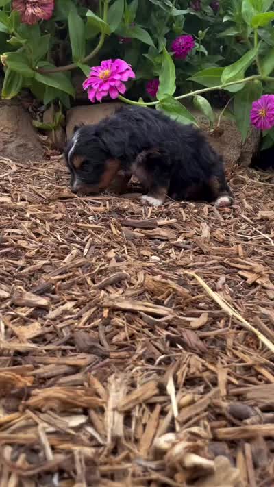 Raven, a female Aussiedoodle and Miniature Aussiedoodle for sale in Jamul, CA – 3 of 8