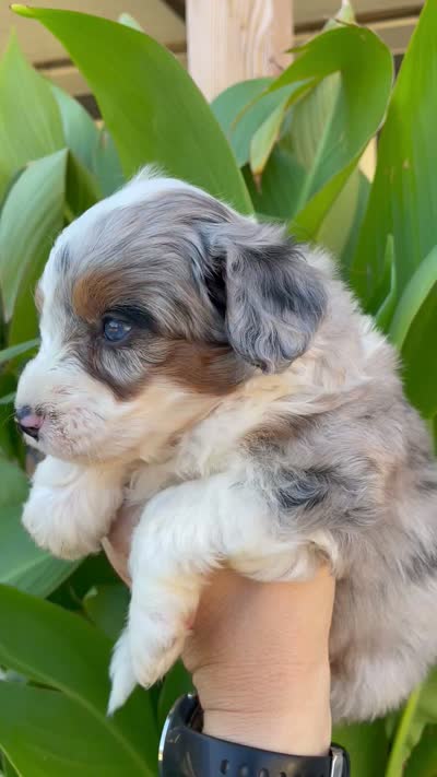 Basil  *BLUE EYES* , a male Aussiedoodle and Miniature Aussiedoodle for sale in Jamul, CA – 4 of 4