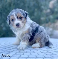 Arctic, a male Aussiedoodle and Miniature Aussiedoodle for sale in San Diego, CA – 3 of 5