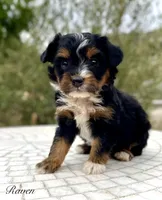 Raven, a female Aussiedoodle and Miniature Aussiedoodle for sale in Jamul, CA – 4 of 8