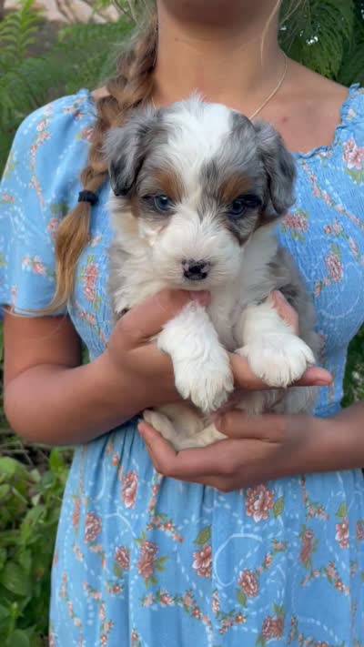 Basil  *BLUE EYES* , a male Aussiedoodle and Miniature Aussiedoodle for sale in Jamul, CA – 3 of 4