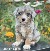 Pumpkin Spice ( one blue eye) , a female Aussiedoodle and Miniature Aussiedoodle for sale in Jamul, CA – 3 of 10