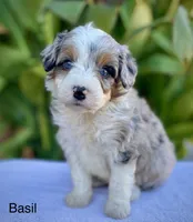 Basil  *BLUE EYES* , a male Aussiedoodle and Miniature Aussiedoodle for sale in Jamul, CA – 1 of 4