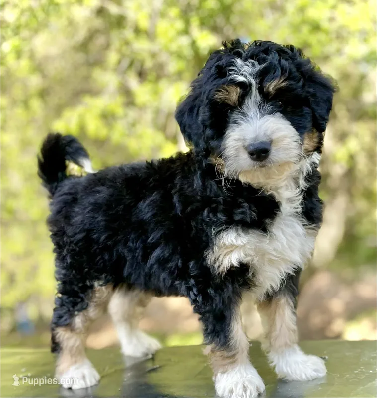 Shamrock – Aussiedoodle, Miniature Aussiedoodle puppy for sale in San Diego, CA