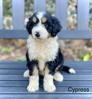 Cypress, a male Aussiedoodle and Miniature Aussiedoodle for sale in San Diego, CA – 2 of 6