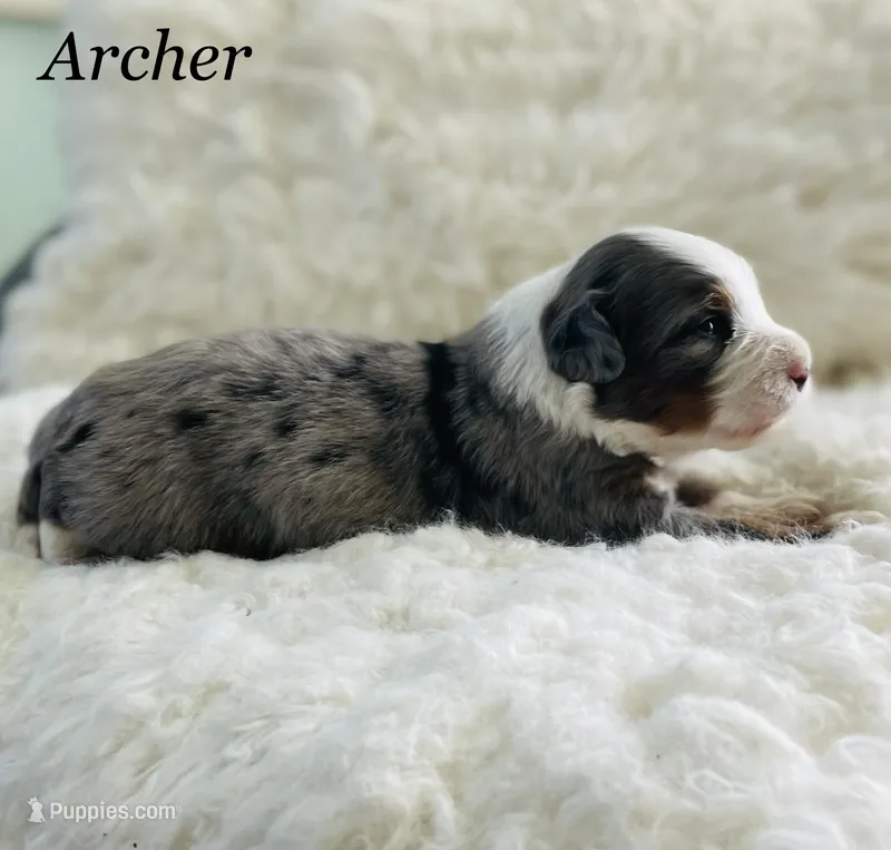 Archer – Aussiedoodle, Miniature Aussiedoodle puppy for sale in San Diego, CA