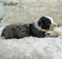 Archer, a male Aussiedoodle and Miniature Aussiedoodle for sale in San Diego, CA – 1 of 6
