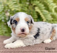 Glacier, a male Aussiedoodle and Miniature Aussiedoodle for sale in San Diego, CA – Photo 2 of 4