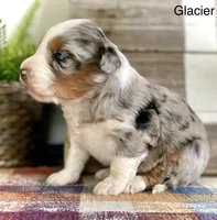 Glacier, a male Aussiedoodle and Miniature Aussiedoodle for sale in San Diego, CA – Photo 4 of 4