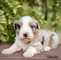 Glacier, a male Aussiedoodle and Miniature Aussiedoodle for sale in San Diego, CA – Photo 1 of 4