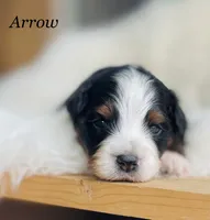 Arrow, a male Aussiedoodle and Miniature Aussiedoodle for sale in San Diego, CA – 2 of 5