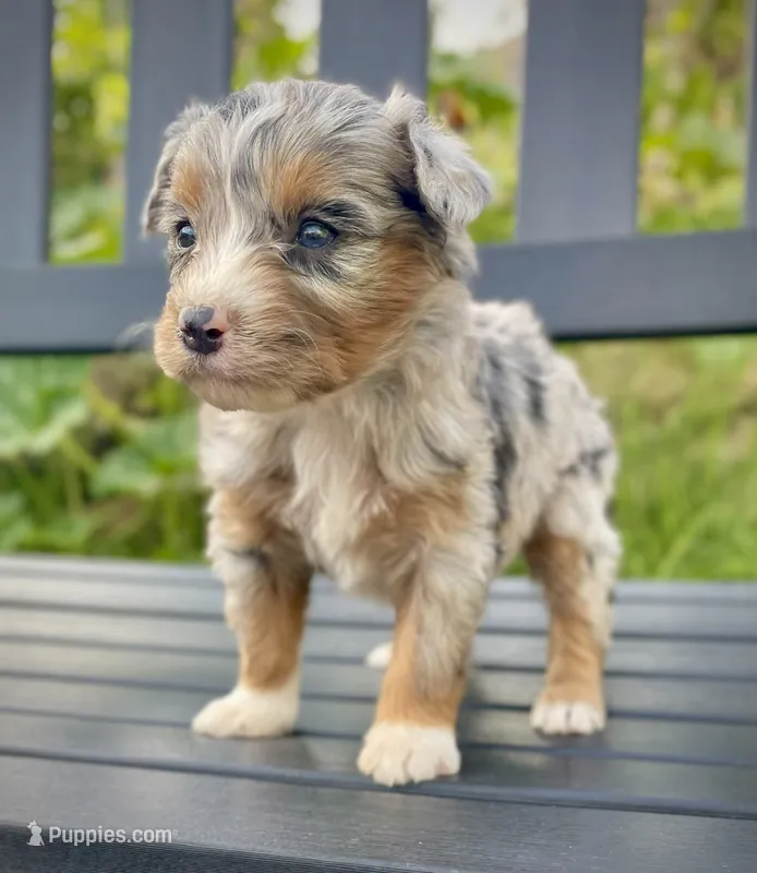 Pumpkin Spice  – Aussiedoodle, Miniature Aussiedoodle puppy for sale in San Diego, CA