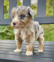 Pumpkin Spice , a female Aussiedoodle and Miniature Aussiedoodle for sale in San Diego, CA – 1 of 4