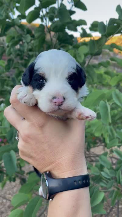 Orchid , a female Aussiedoodle and Miniature Aussiedoodle for sale in San Diego, CA – 3 of 3