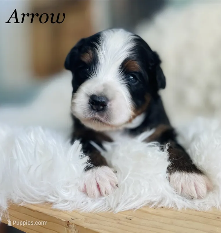 Arrow – Aussiedoodle, Miniature Aussiedoodle puppy for sale in San Diego, CA