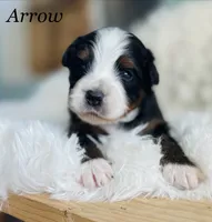 Arrow, a male Aussiedoodle and Miniature Aussiedoodle for sale in San Diego, CA – 1 of 5