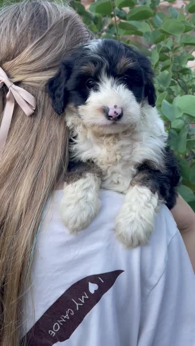 Lilly, a female Aussiedoodle and Miniature Aussiedoodle for sale in San Diego, CA – 4 of 6