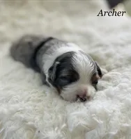 Archer, a male Aussiedoodle and Miniature Aussiedoodle for sale in San Diego, CA – 5 of 6