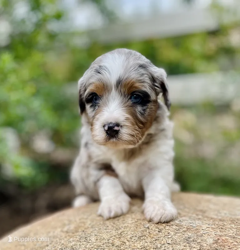 Hunter *BLUE EYES* – Aussiedoodle, Miniature Aussiedoodle puppy for sale in San Diego, CA