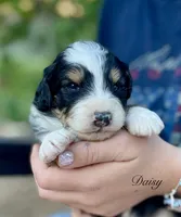 Daisy, a female Aussiedoodle and Miniature Aussiedoodle for sale in San Diego, CA – 5 of 6