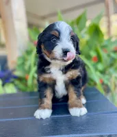 Arrow, a male Aussiedoodle and Miniature Aussiedoodle for sale in San Diego, CA – 5 of 10