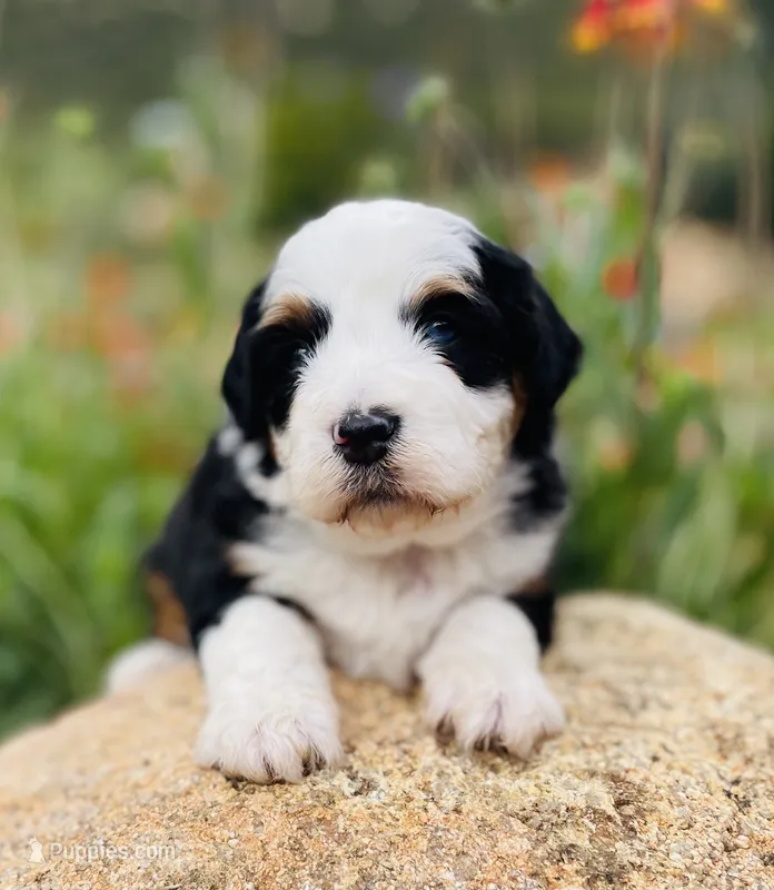 Forest *BLUE EYES* – Aussiedoodle, Miniature Aussiedoodle puppy for sale in San Diego, CA